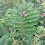 Mimosa diplotricha Leaf