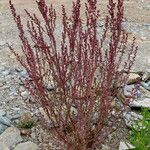 Chenopodium chenopodioides Hábito