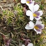 Viola pygmaea