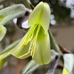 Puya mirabilis Květ