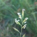 Festuca indigesta फूल