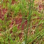 Carex pauciflora Leaf