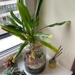 Dracaena braunii Fuelha