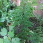 Pteridium arachnoideum পাতা