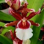 Oncidium crocidipterum