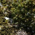 Saxifraga hypnoides Mosusu