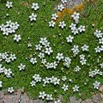 Arenaria balearica 花