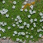 Arenaria balearica Flor