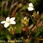 Saxifraga depressa Alkat (teljes növény)