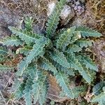 Asplenium ceterach Feuille