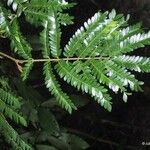 Archidendropsis granulosa Leaf