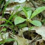 Lysimachia europaea Plante entière