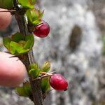 Berberis angulosa Elinympäristö