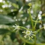 Cinnamomum verum फूल