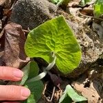 Asarum canadense Liść