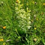 Platanthera chloranthaBlomma