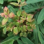 Euphorbia dulcisপাতা