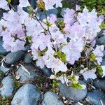 Rhododendron kiusianum Hàbitat