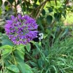 Allium angulosum Цветок