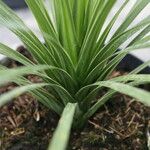 Cordyline indivisa Habit