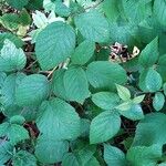 Rubus hirtus Folha