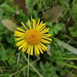 Inula britannica Kvet