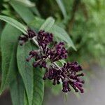 Buddleja japonica 花