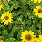 Heliopsis helianthoides ഇല