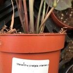 Maranta cristata Corteza