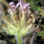 Astragalus echinatus Цветок