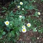 Erigeron philadelphicusപുഷ്പം