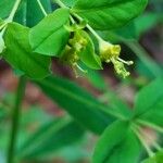 Euphorbia carniolica Blodyn