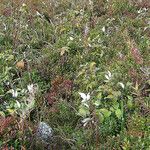 Rubus clusii Листок
