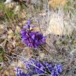 Polygala microphylla Fiore