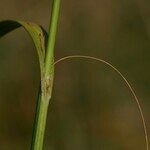Carex laevigata Ŝelo