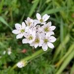 Allium neapolitanumFlower