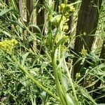 Rorippa austriaca Flower