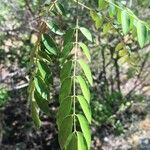 Cassia abbreviata 葉