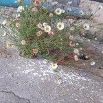 Erigeron karvinskianusফুল