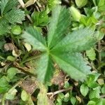 Potentilla anglica Leaf