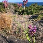 Verbena incompta Celota