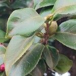 Camellia sasanqua Hoja