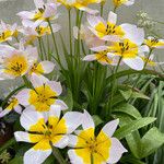 Tulipa saxatilis Flor