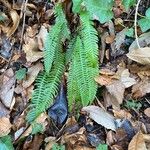 Blechnum spicant Leaf