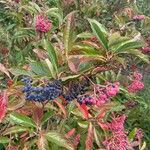 Viburnum nudum Fruit