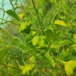 Capsicum baccatum Плід