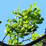 Tabebuia heterophylla Hoja