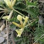 Oxytropis campestris 花