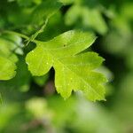 Crataegus × media Feuille