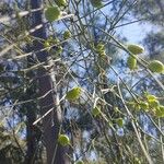 Retama raetam Fruit